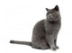 Gray Cat Wall Decal