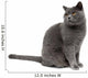 Gray Cat Wall Decal