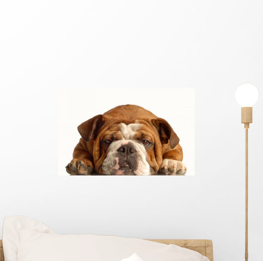 English Bulldog Lying down Wall Decal