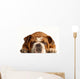 English Bulldog Lying down Wall Decal