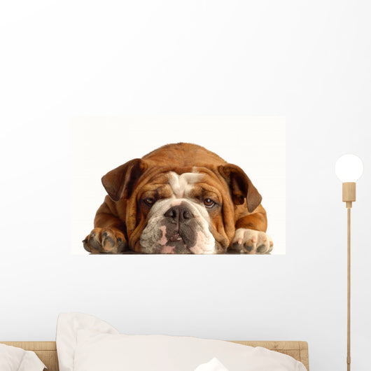 English Bulldog Lying down Wall Decal