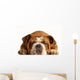 English Bulldog Lying down Wall Decal
