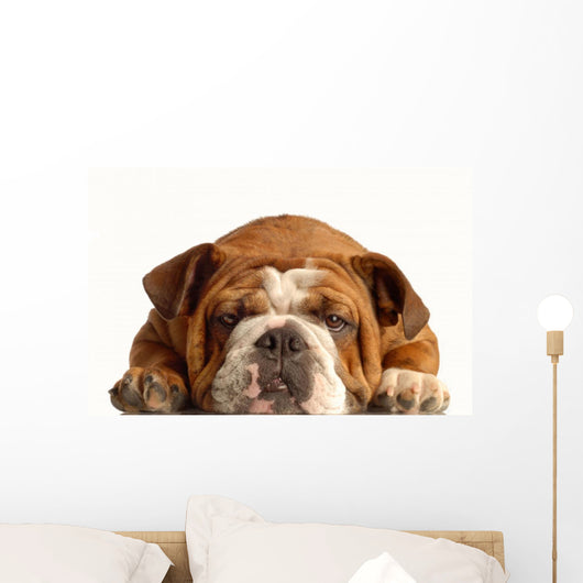 English Bulldog Lying down Wall Decal