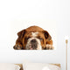 English Bulldog Lying down Wall Decal