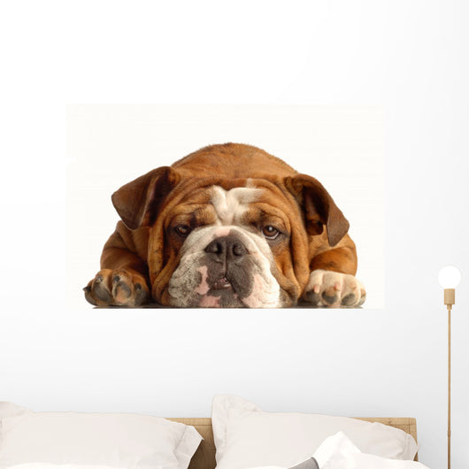 English Bulldog Lying down Wall Decal