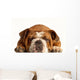 English Bulldog Lying down Wall Decal
