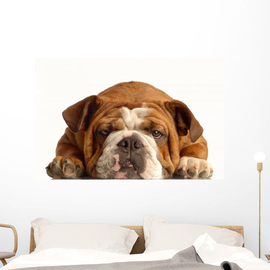 English Bulldog Lying down Wall Decal