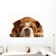 English Bulldog Lying down Wall Decal