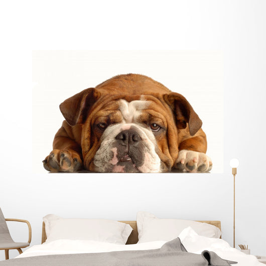 English Bulldog Lying down Wall Decal