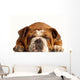 English Bulldog Lying down Wall Decal
