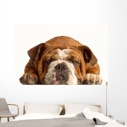 English Bulldog Lying down Wall Decal