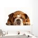 English Bulldog Lying down Wall Decal