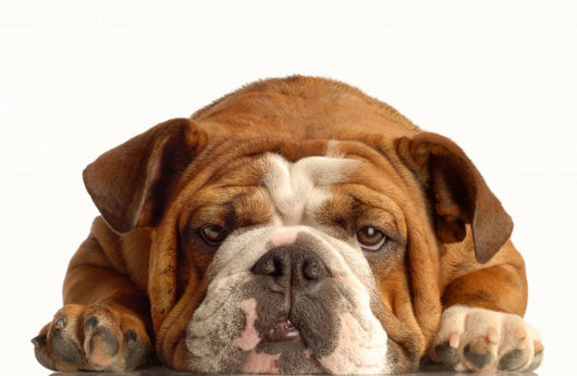 English Bulldog Lying down Wall Decal