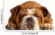 English Bulldog Lying down Wall Decal