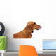 Portrait Red Dachshund Wall Decal