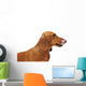 Portrait Red Dachshund Wall Decal