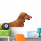 Portrait Red Dachshund Wall Decal