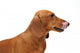 Portrait Red Dachshund Wall Decal