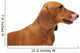 Portrait Red Dachshund Wall Decal