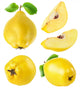 Quince Fruits Collection Wall Stickers