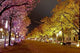 Berlin Unter Den Linden Wall Decal