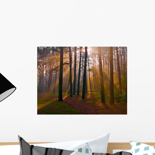 Dawn Coniferous Forest Wall Decal