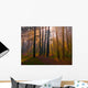 Dawn Coniferous Forest Wall Decal