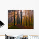 Dawn Coniferous Forest Wall Decal