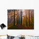 Dawn Coniferous Forest Wall Decal