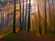 Dawn Coniferous Forest Wall Decal