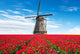 Vibrant Tulips Field with Windmill Wall Decal