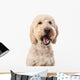 Chewing Goldendoodle Wall Decal