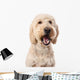 Chewing Goldendoodle Wall Decal