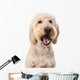 Chewing Goldendoodle Wall Decal