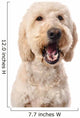 Chewing Goldendoodle Wall Decal
