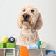 Thinking Goldendoodle Wall Decal
