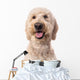 Smiling Goldendoodle Wall Decal Design 2
