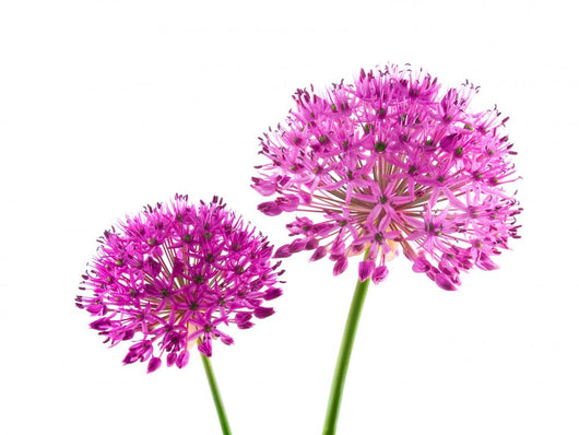 Allium Purple Sensation Flower Wall Decal