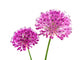 Allium Purple Sensation Flower Wall Decal