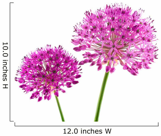 Allium Purple Sensation Flower Wall Decal