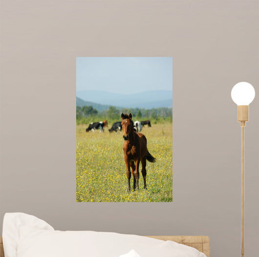Foal Redhead Pasture Wall Decal