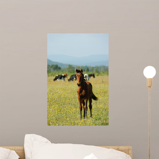 Foal Redhead Pasture Wall Decal