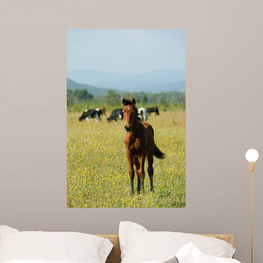 Foal Redhead Pasture Wall Decal