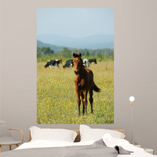 Foal Redhead Pasture Wall Decal