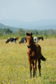 Foal Redhead Pasture Wall Decal