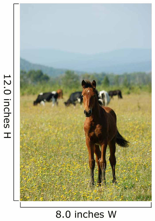Foal Redhead Pasture Wall Decal