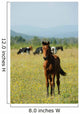 Foal Redhead Pasture Wall Decal
