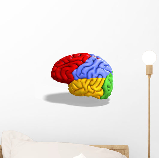 Schematic Human Brain Wall Decal