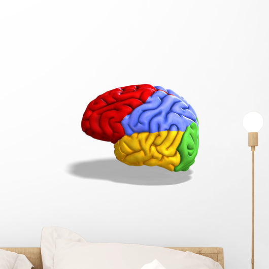 Schematic Human Brain Wall Decal