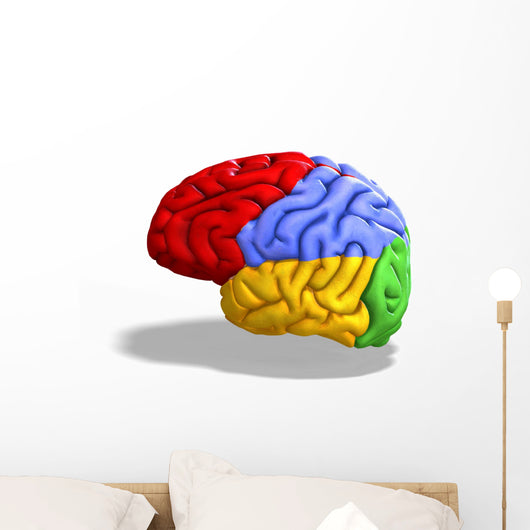 Schematic Human Brain Wall Decal